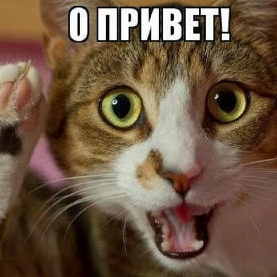 Котенок туть. Любовные надписи на асфальте. Покажи фотки где написано. Покажи фотки где написано. Покажи фотки где написано.
