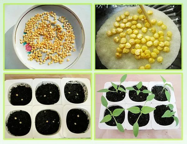 обработка семян моркови. прорастить семена томатов. лук севок замоченный. что нужно замачивать перед посадкой. семена моркови замочить.