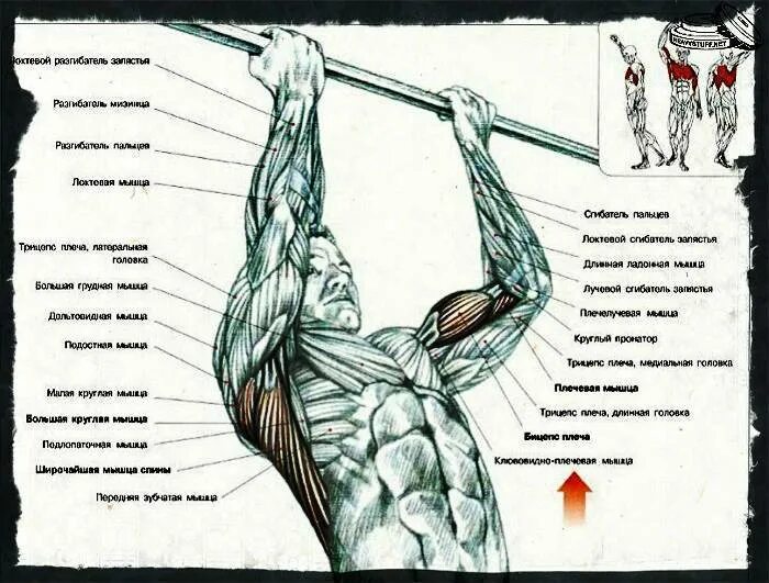 Подтягивания узким хватом какие мышцы работают. Подтягивания узким хватом на спину. Подтягиваниярадным зватом мышцы. Подтягивания параллельным хватом мышцы. Мышцы при подтягивании обратным хватом.