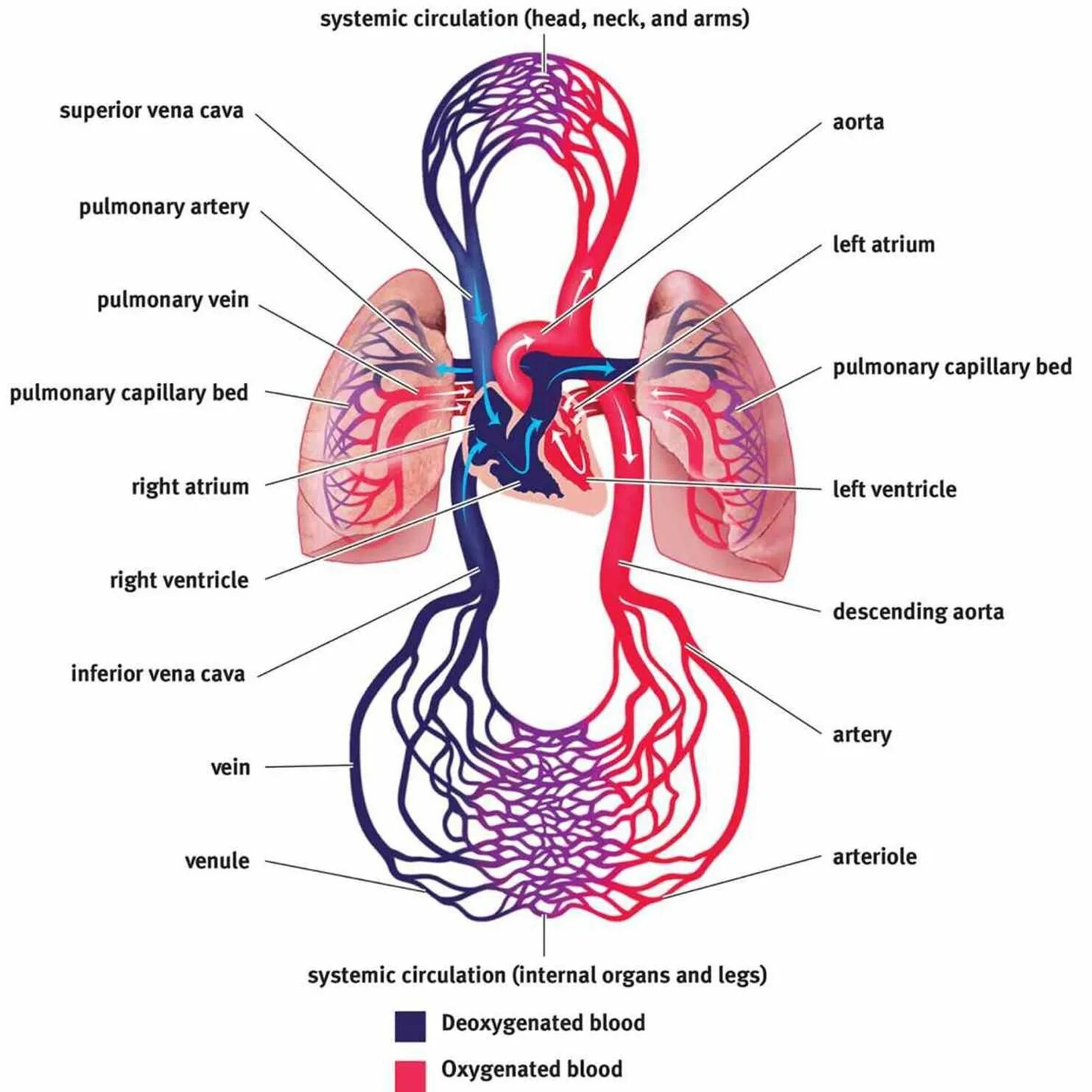 Circulatory system