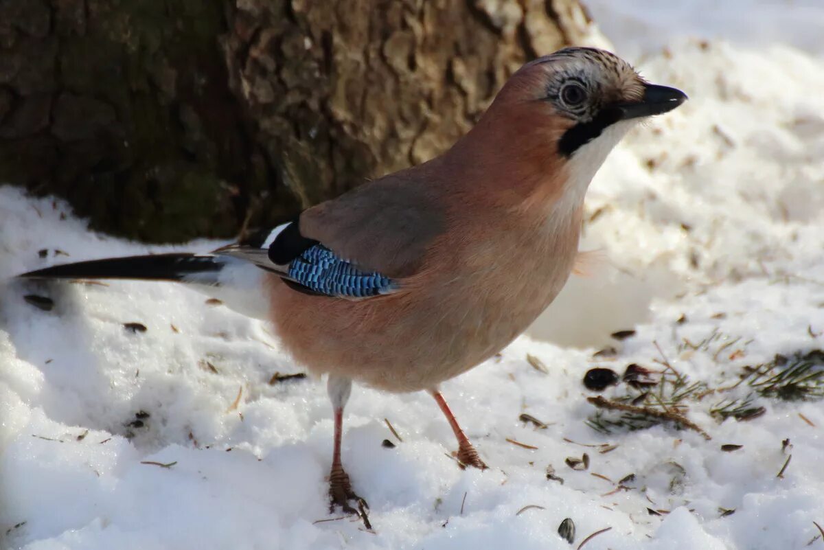 Какие птицы сейчас в москве. Сойка garrulus glandarius. Птицы Подмосковья Сойка. Сойка Подмосковная. Сойка обыкновенная.