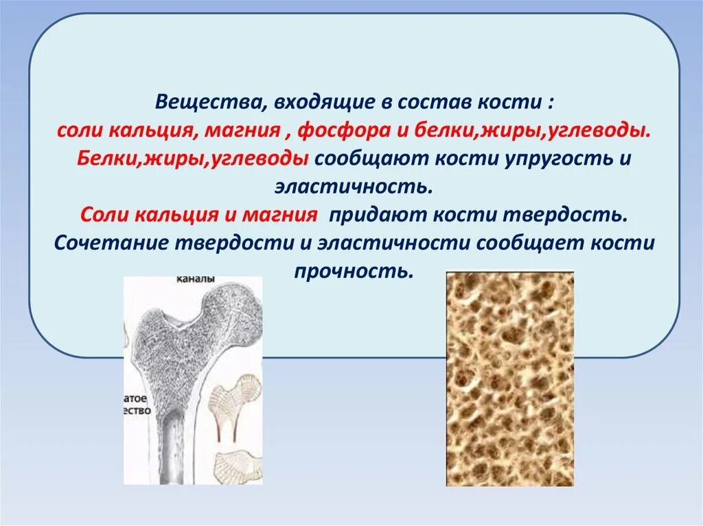 Запасающая функция кости. Вещества костей. Соли кальция в костях. Органические вещества кости. Вещества придают кости.