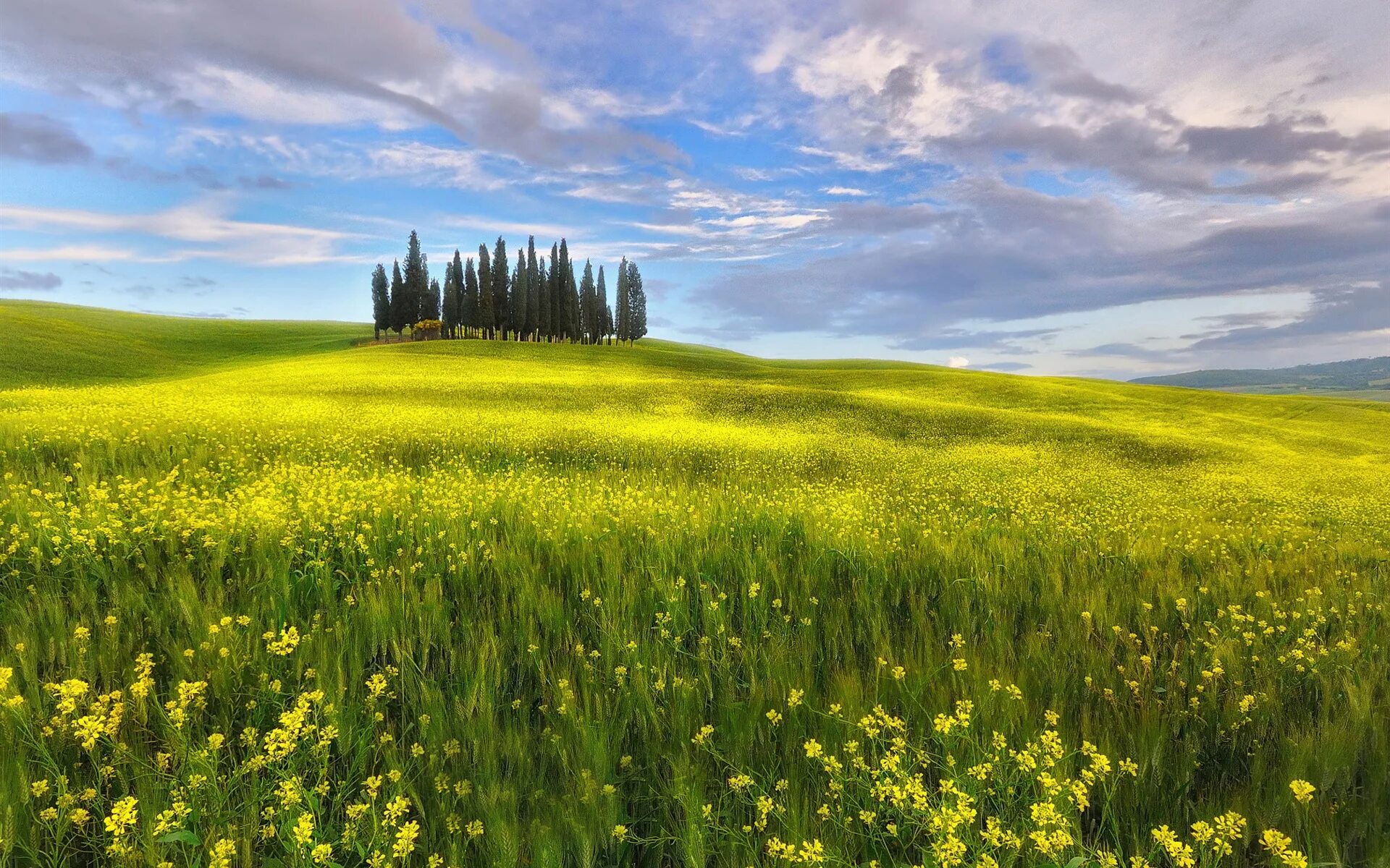 Поле весной картинки. Цветущий луг Тоскана. Поле луг. Природа луг. Весеннее поле.
