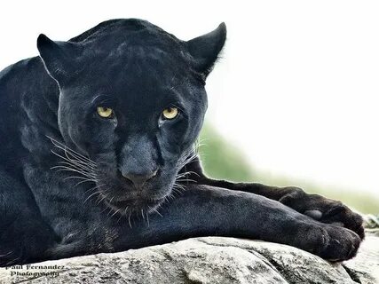 Пантеры род кошачьих