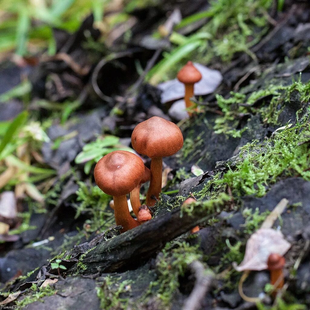 Паутинник. Паутинник болотный. Cortinarius uliginosus. Паутинник агариковый. Болотные грибы