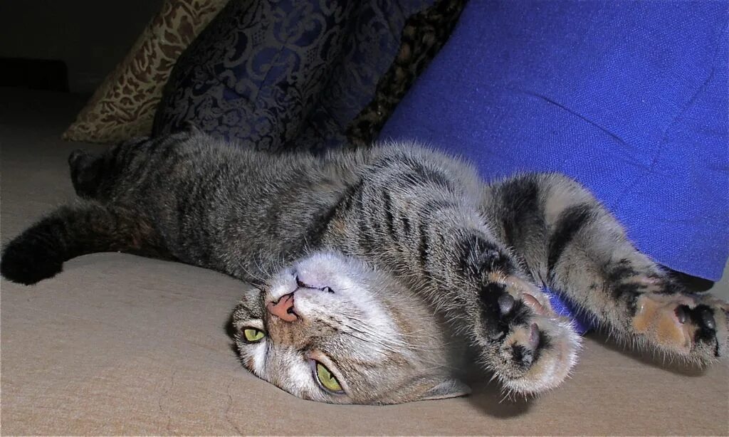 Котенок проснулся. Ну я лежала. Шутки про животных. Кошка лежит на диване. Жирный кот лежит на спине.