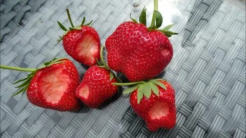 Клубника дероял отзывы