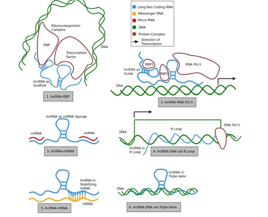 RNA Protein Complexes. Маскирование МРНК картинки. Standard RNA CODONTABLE. RNA turnover.