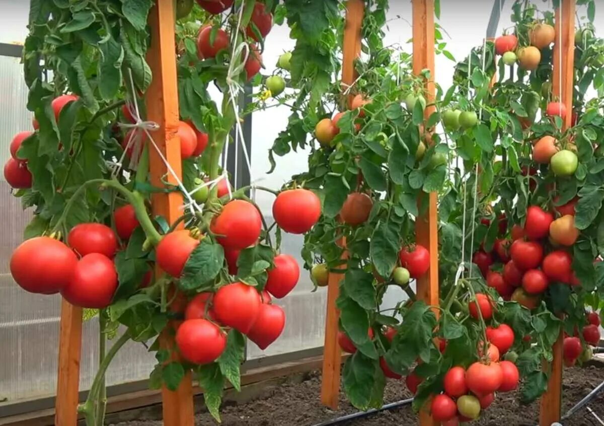 Папина дочка томат фото. Томат сорт папина дочка описание. Томат папина дочка f1 партнер. Томат мечталин f1. Томат папина дочка f1 партнер.