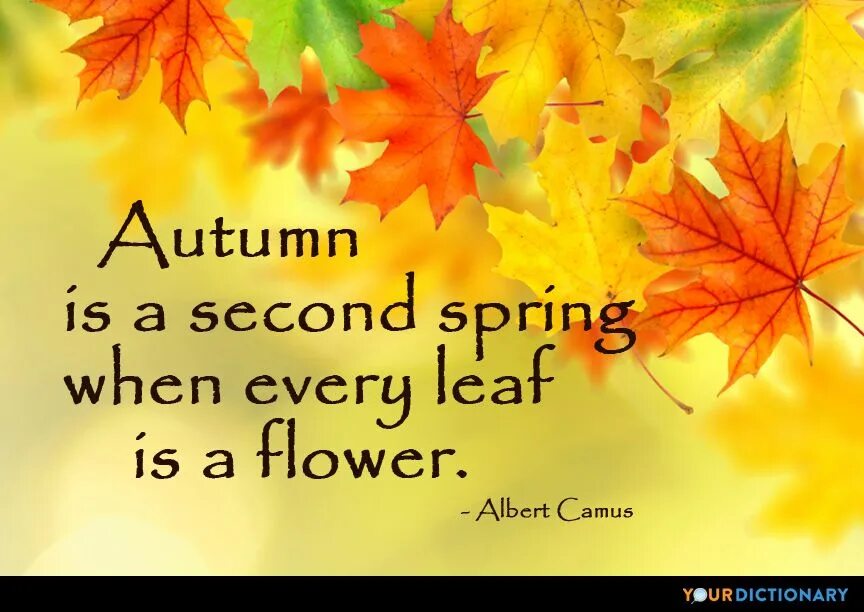 When spring. Autumn is a second spring when every leaf is a flower albert camus. autumn leaves цитата. autumn flowers quotes. осень цитаты камю.