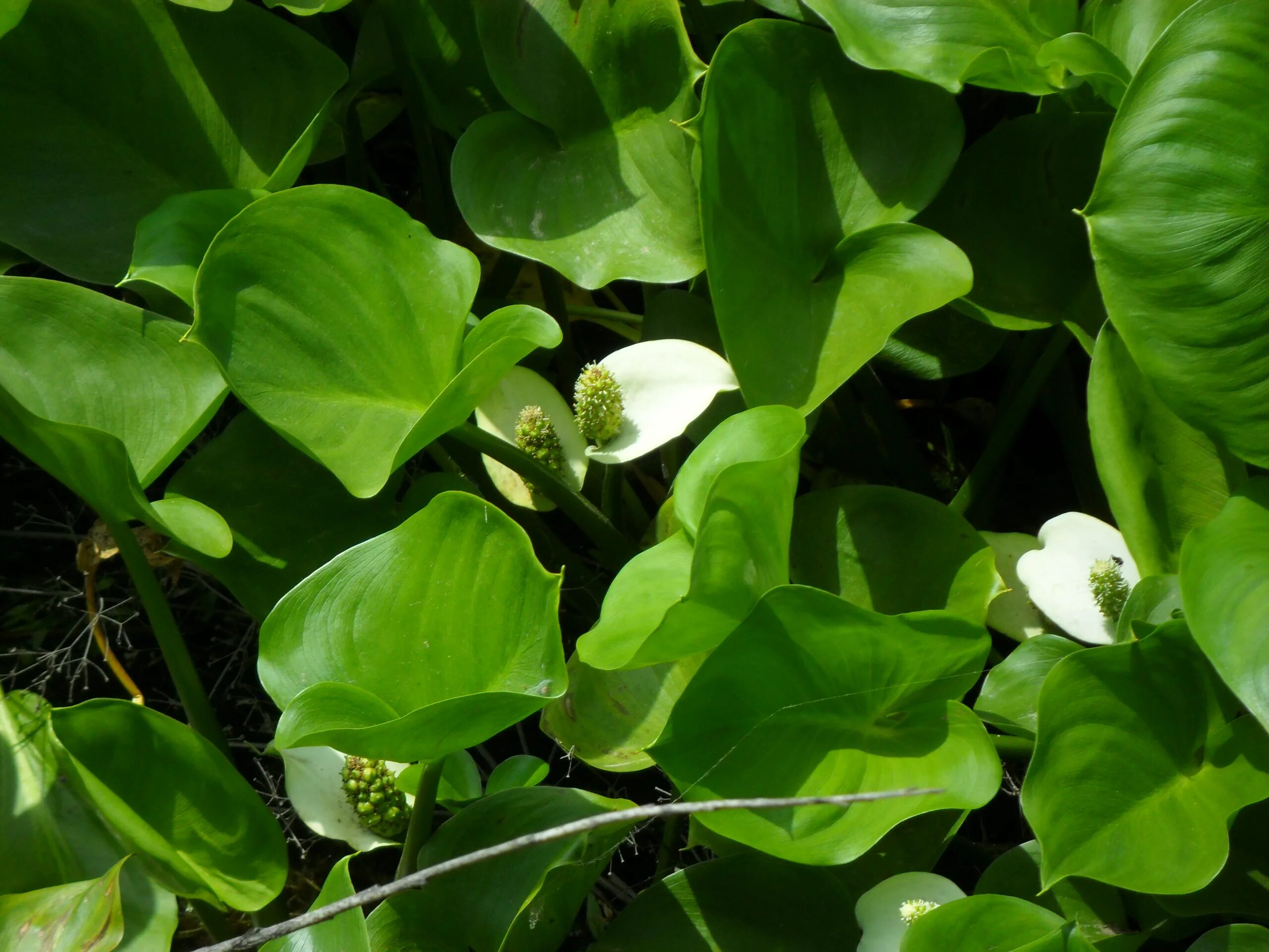 Двулистник (skeleton flower). Двулистник китайский. Бесцветное растение. Бесцветное растение. Тля белокрылка.