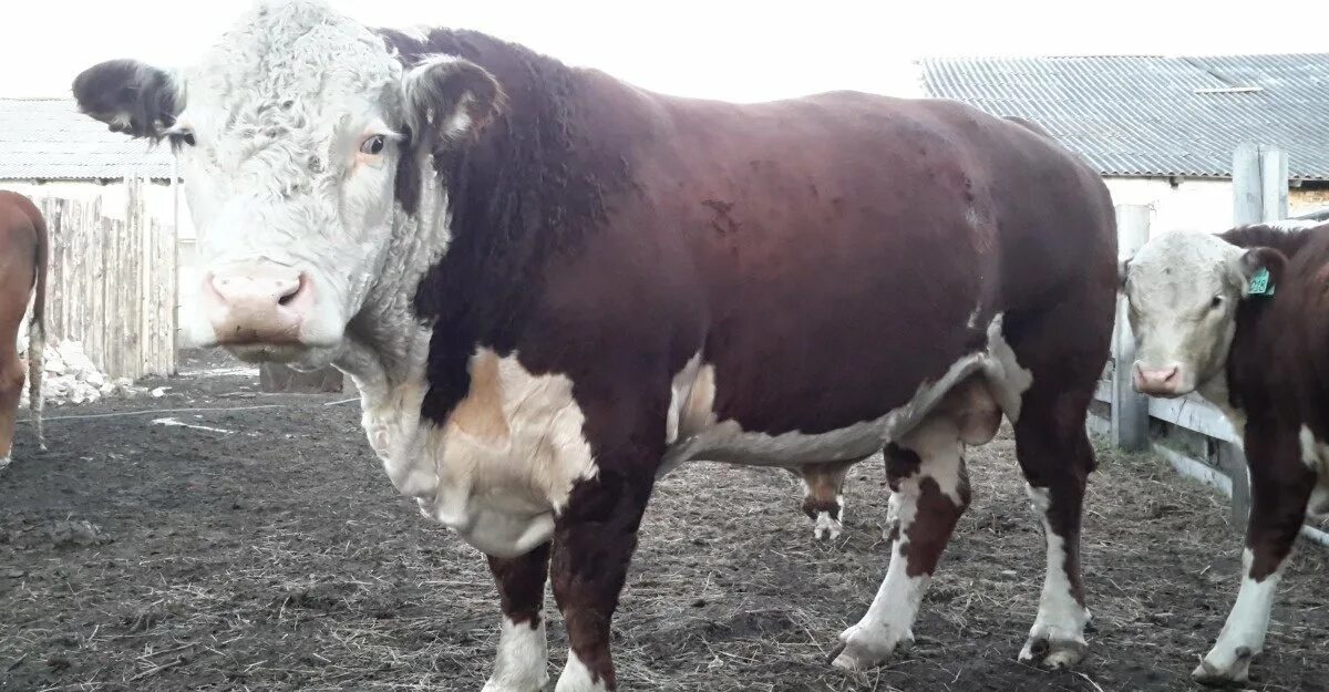 Куплю быков живым. Герефорд бычки вес. Бык Герефорд 1.5 года. Грейфорт бык. Большой бык Герефорд.