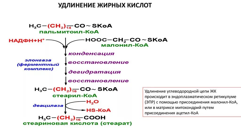 Синтез пальмитиновой кислоты. Синтез стеариновой кислоты. Синтез стеариновой кислоты из пальмитиновой. Суммарное уравнение синтеза жирных кислот. Реакции биосинтеза стеариновой кислоты.