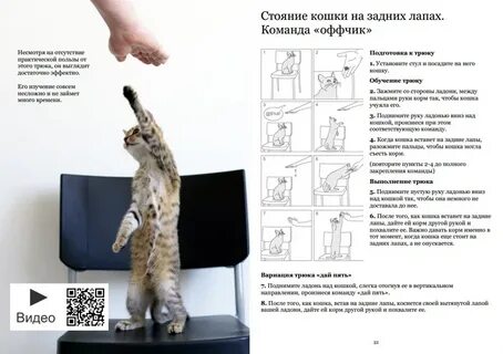 Как дрессировать кошку