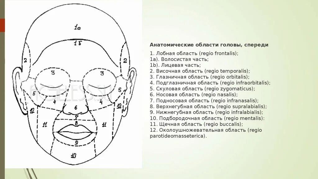 Лицо часть головы человека. Топография волосистой части головы. Теменная область головы топографическая анатомия. Подглазничная область топографическая анатомия. Анатомические зоны волосистой части головы.