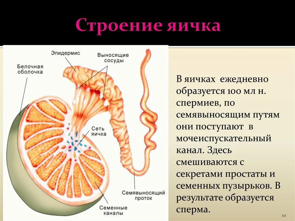 Яичко внешнее строение анатомия. Строение и функции семенника яичко. Строение паренхимы яичка. Строение семенника анатомия. Мужские яички органы