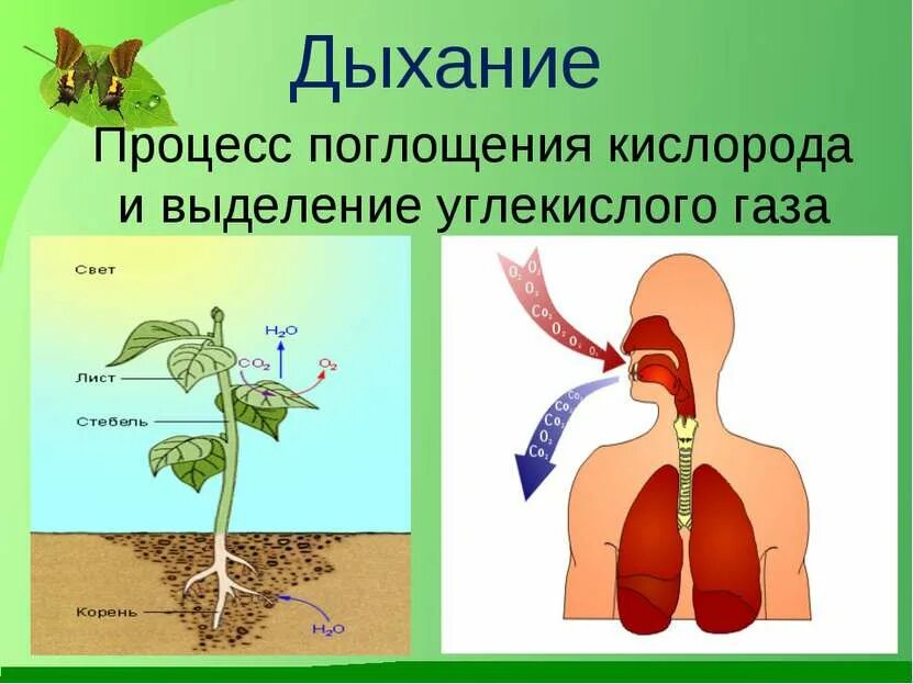 Кислород необходим для жизни. Процесс дыхания. Дыхание живых организмов. Процесс дыхания живых организмов. Процесс поглощения кислорода и выделение углекислого газа.