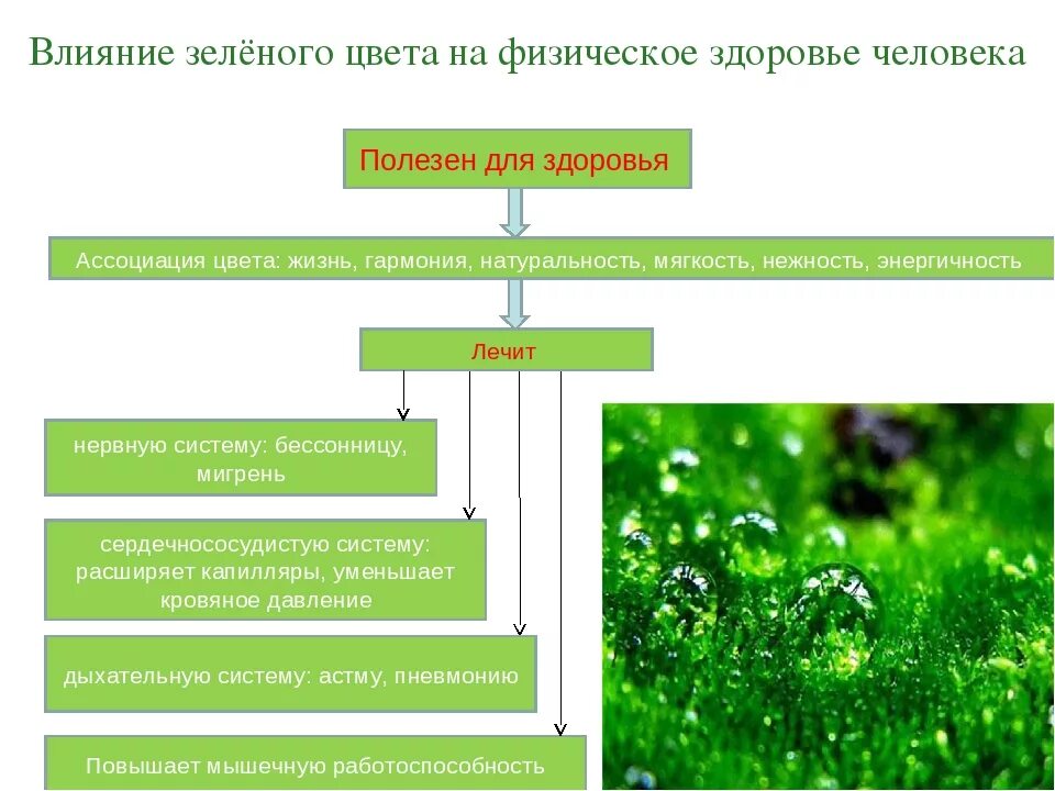 Влияние зеленого цвета. Влияние зеленого цвета на человека. Как зеленый цвет влияет на человека. Воздействие салатового цвета.