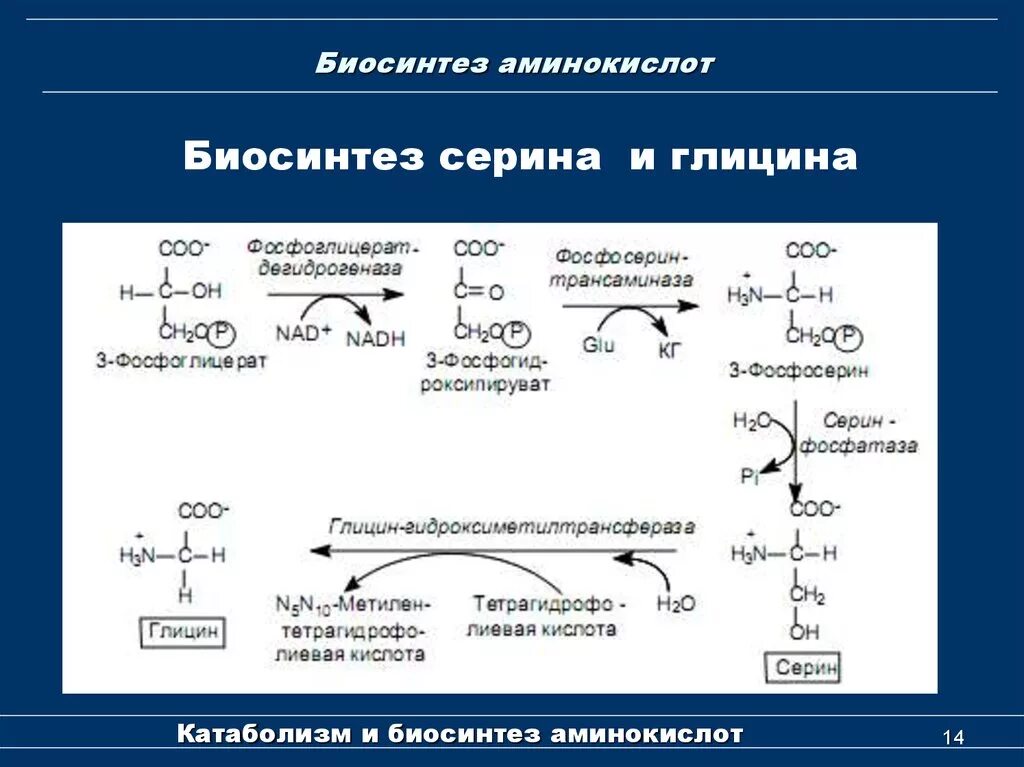 Синтез глицина из Серина. Биосинтез глицина из Серина. Синтез заменимых аминокислот биохимия. Общая схема синтеза аминокислот. Напишите реакцию глицина