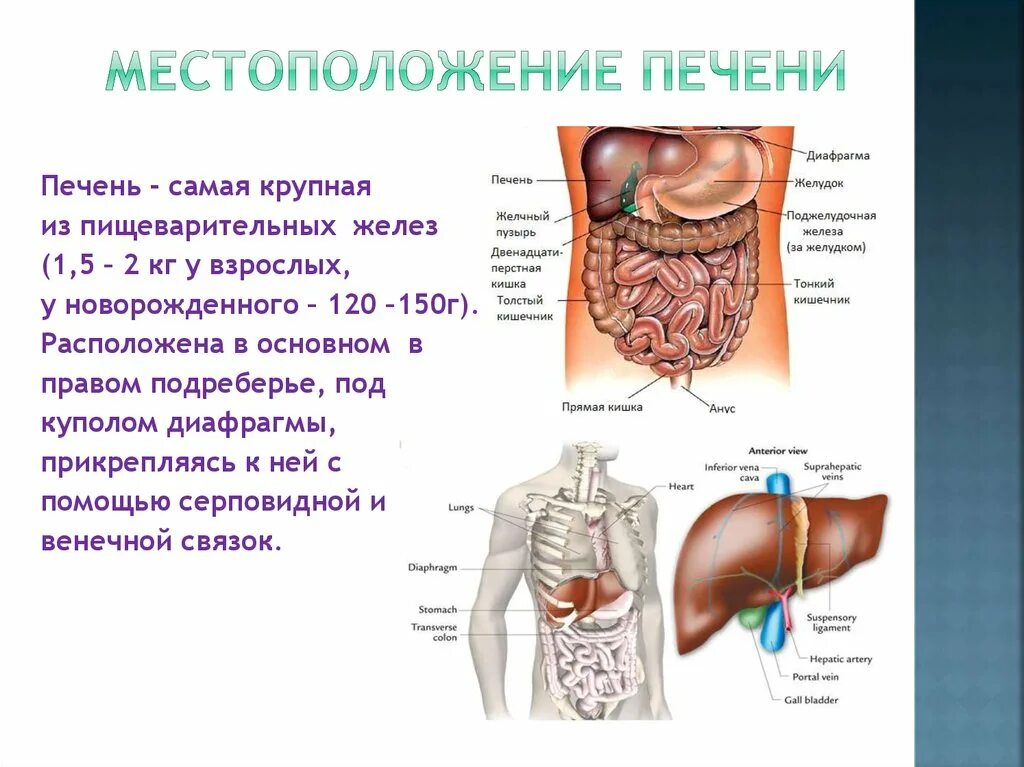 С какой стороны печень слева или справа. Печень человека расположение. Печень человека где расположена в организме фото. Анатомия человека где находится печень. Расположение печени в организме человека рисунок.