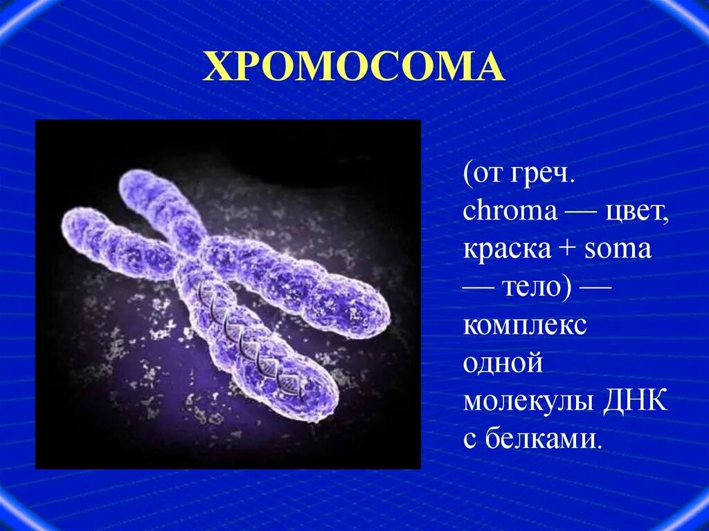 Какую форму имеет хромосома. Схема строения хромосомы. Строение хромосомы 10 класс биология. Строение хромосом человека. Хроматин хроматиды хромосомы.