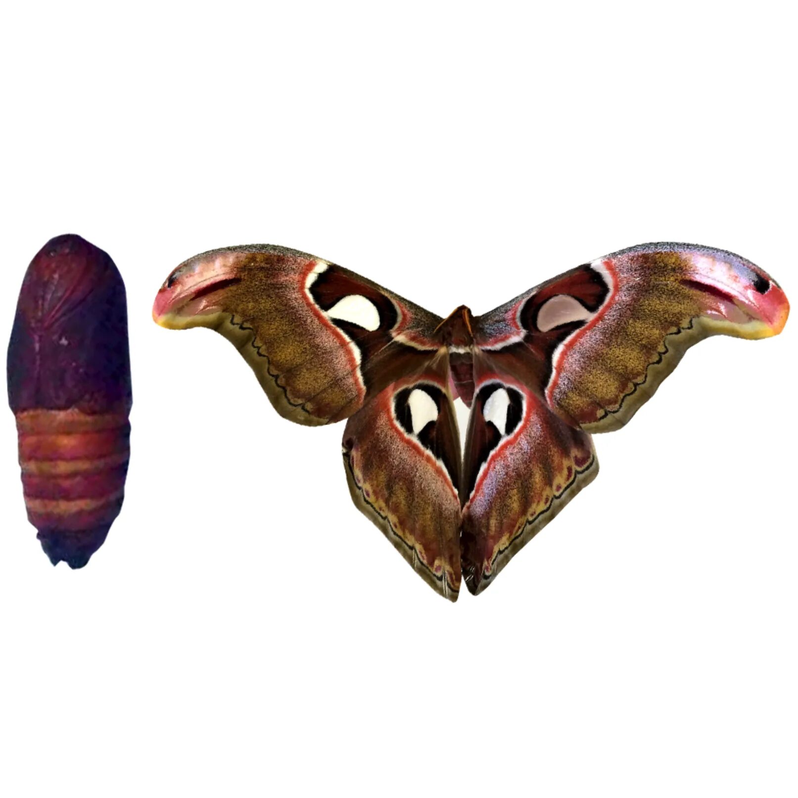 Attacus Atlas кокон. Куколки бабочки Attacus Atlas. Аттакус атлас бабочка. Куколка бабочки Павлиноглазка атлас. Бабочки в москве где