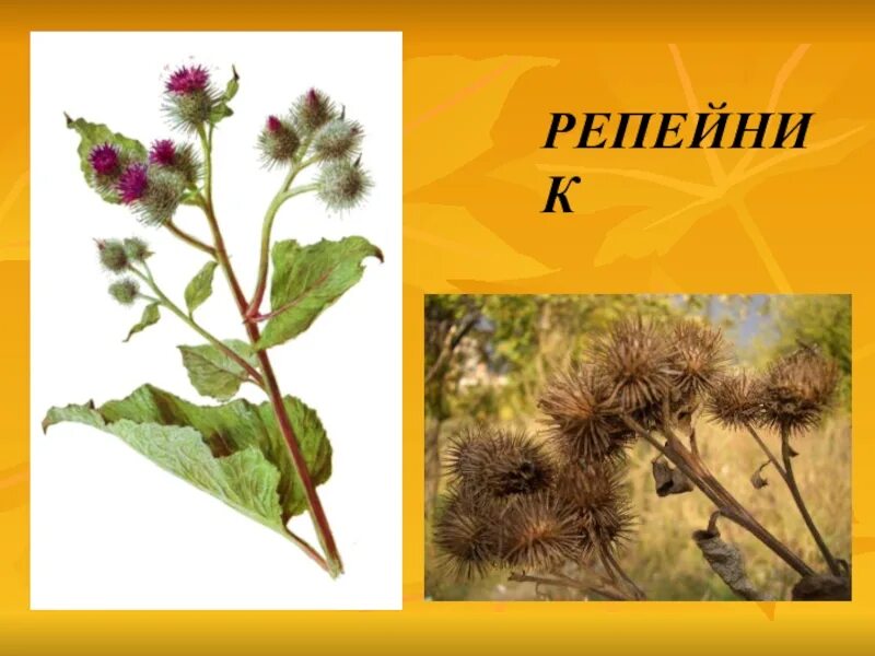 Атлас определитель травянистых растений 2 класс окружающий мир. Трава у дома. Подорожник растет у дороги. Трава у дома окр мир 2 класс. Атлас определитель репейник.