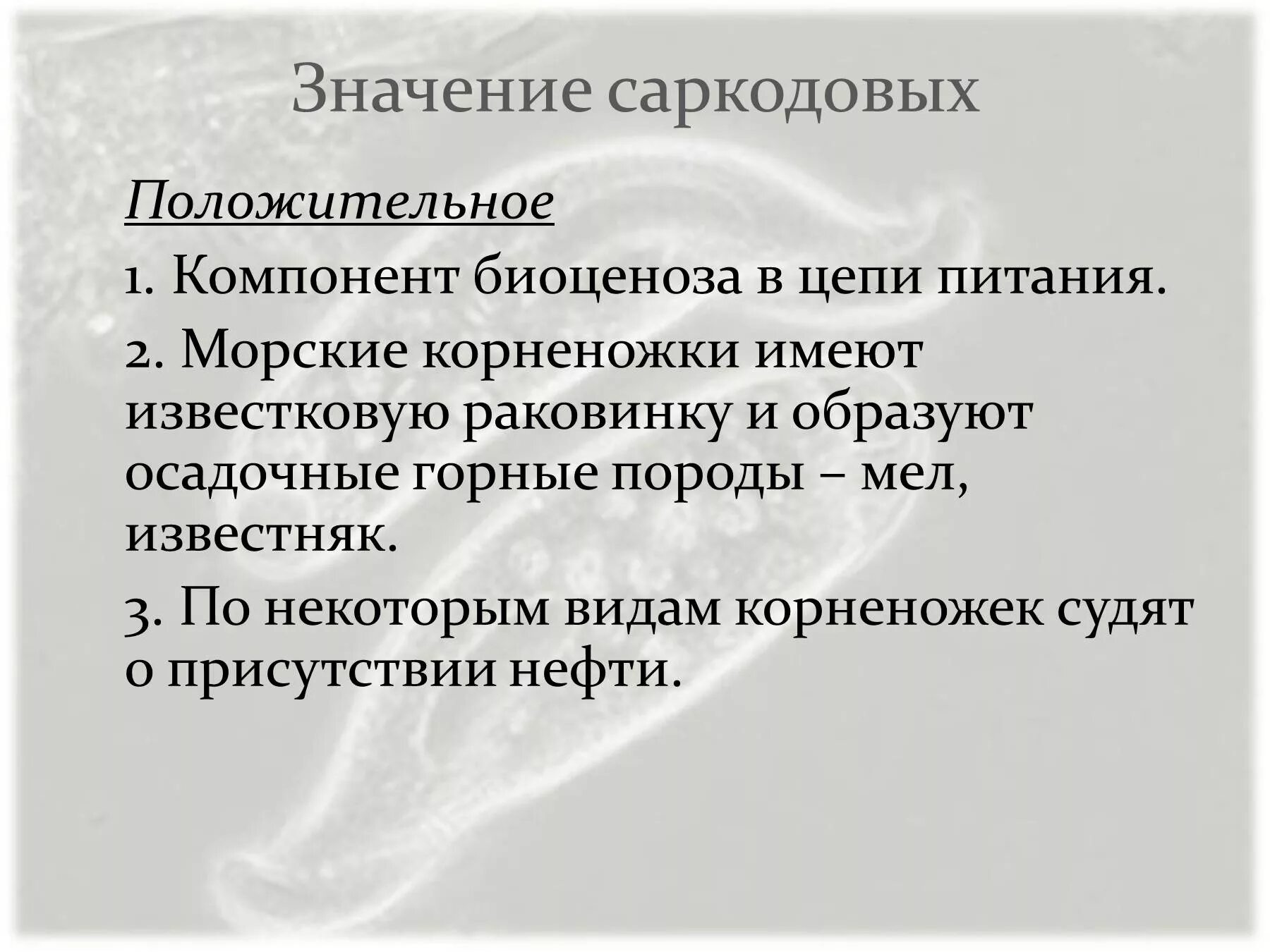 Значение class. Значение саркодовых. значение саркодовых в природе. значение класса саркодовые. значение саркодовых в природе и жизни человека.