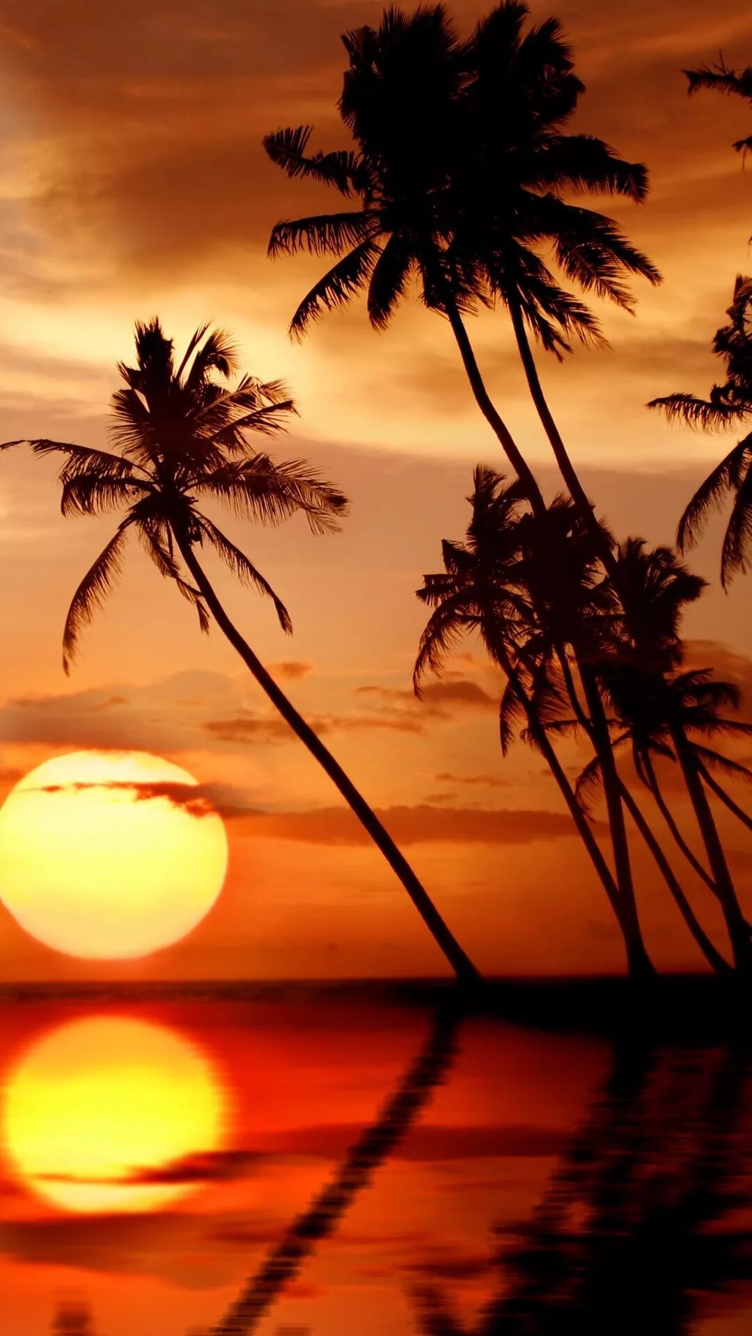 Леса несмотря на тропический зной не. Сансет Бич Гавайи. Тропикал Сансет. Море солнце пальмы. Пальмы пляж закат.