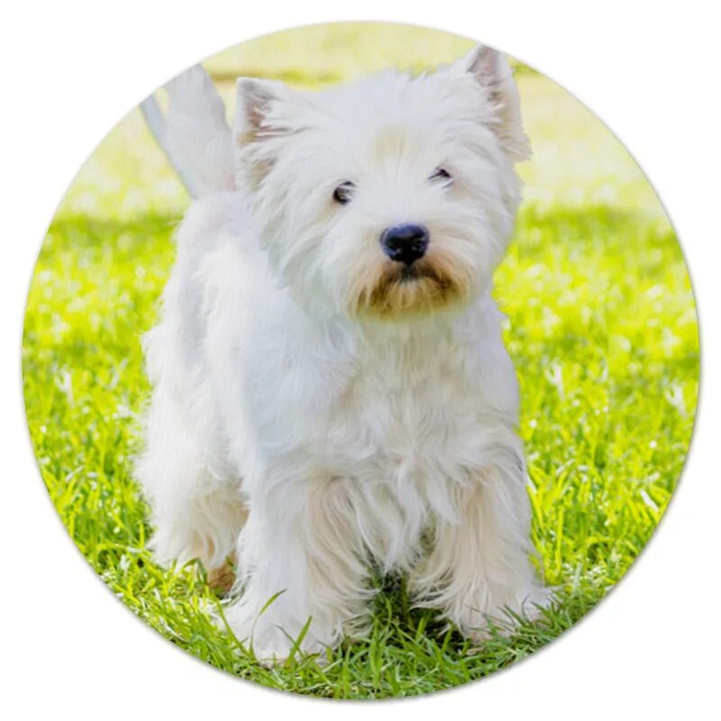 Мордочка собачки круглая оранжевая. Круглые собачки. Собака с круглой мордой. Бишон фризе. Круглая собака.