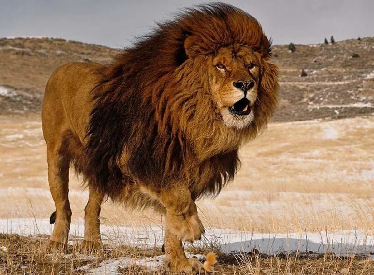 Берберийский лев вымерший вид. Дикие животные африки лев. Пропавший лев. Куда пропадает лев. Львенок филя.