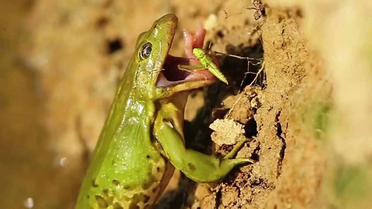 Покажи видео лягушек. Лягушка прыгает. Лягушка в движении. Лягушка в прыжке. Лечебная лягушка.