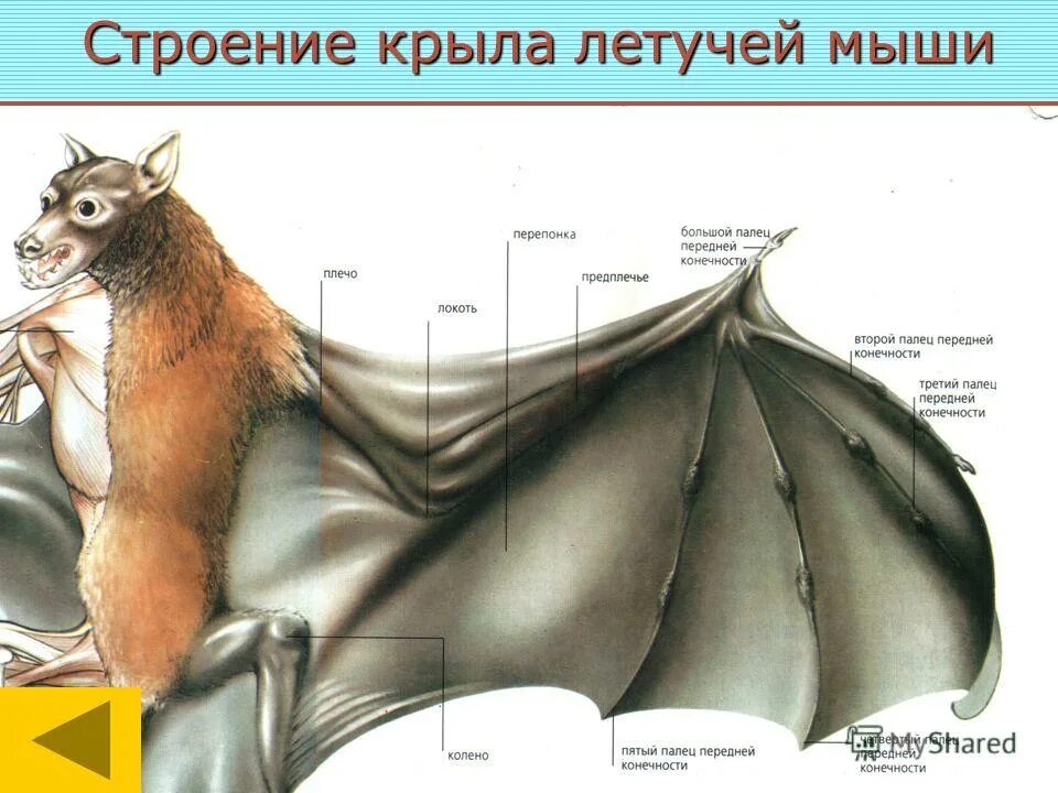 Где находится крыло