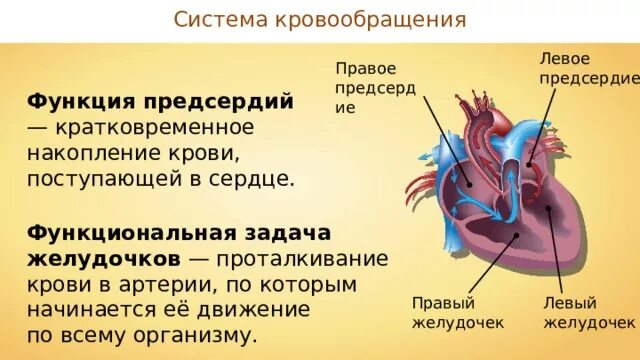 Сердце и кровообращение 8 класс. Биология 8 класс строение сердца круги кровообращения. Строение сердца структуры и функции. Предсердие функции строение. Строение сердца 8 класс биология.