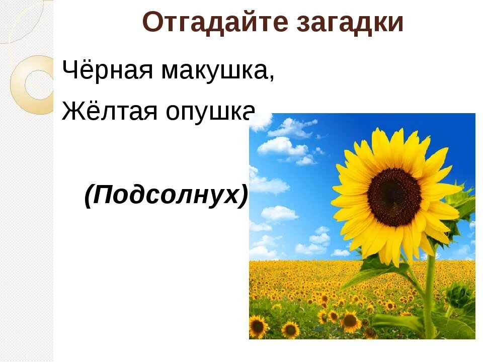 Подсолнушки текст