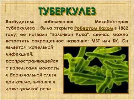 Туберкулез вызывают микобактерии