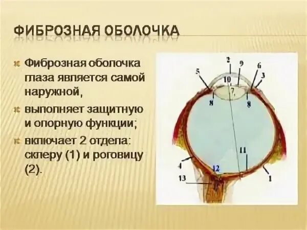 Фиброзная оболочка строение и функции. Строение фиброзной оболочки глазного яблока. Строение наружной фиброзной оболочки глаза. Строение наружная оболочка фиброзная. Наружная оболочка глазного яблока называется фиброзная.