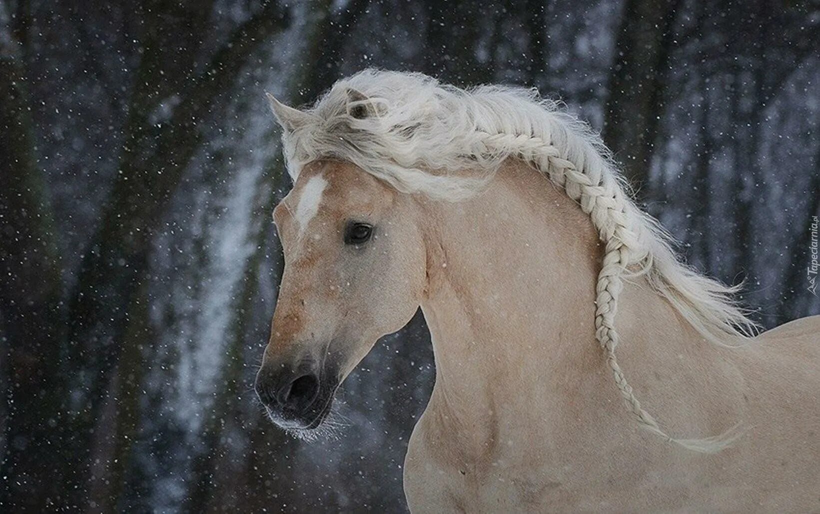 Нужны лошадки. Паломино лошадь. Лошадь с длинной гривой. Лошади Эстетика. Конь с белой гривой.