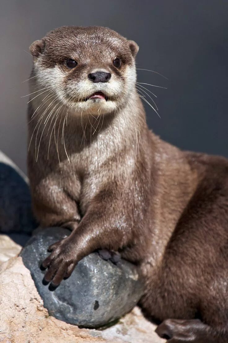 Pin on Otters