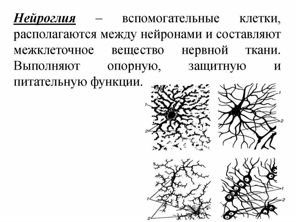 Вспомогательные нервные клетки. Глиальные клетки строение. Глиальные клетки нервной ткани. Функции нейроглии. Нейроглия строение и функции.