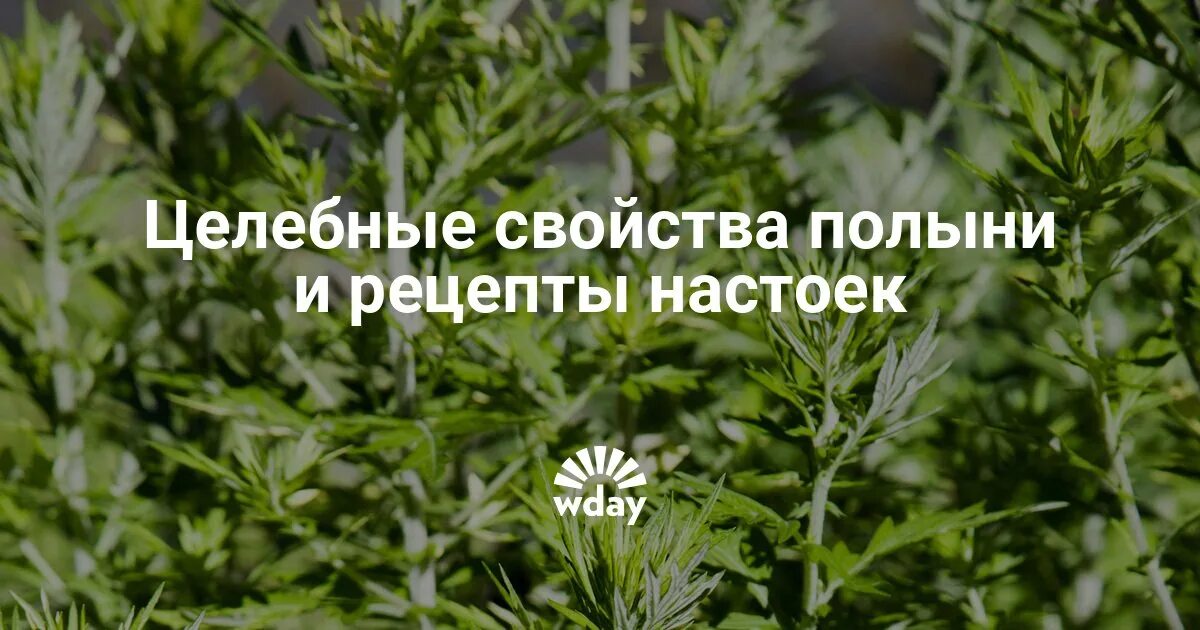 Привкус полыни. Листья полыни горькой. Горький вкус полыни книга. Листья черной смородины сушеные. Отравление металлический привкус во рту.