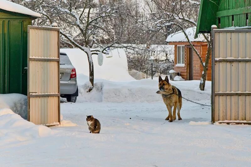 Собака во дворе. Собака охраняет дом. Собака сторожит дом. Овчарка во дворе.