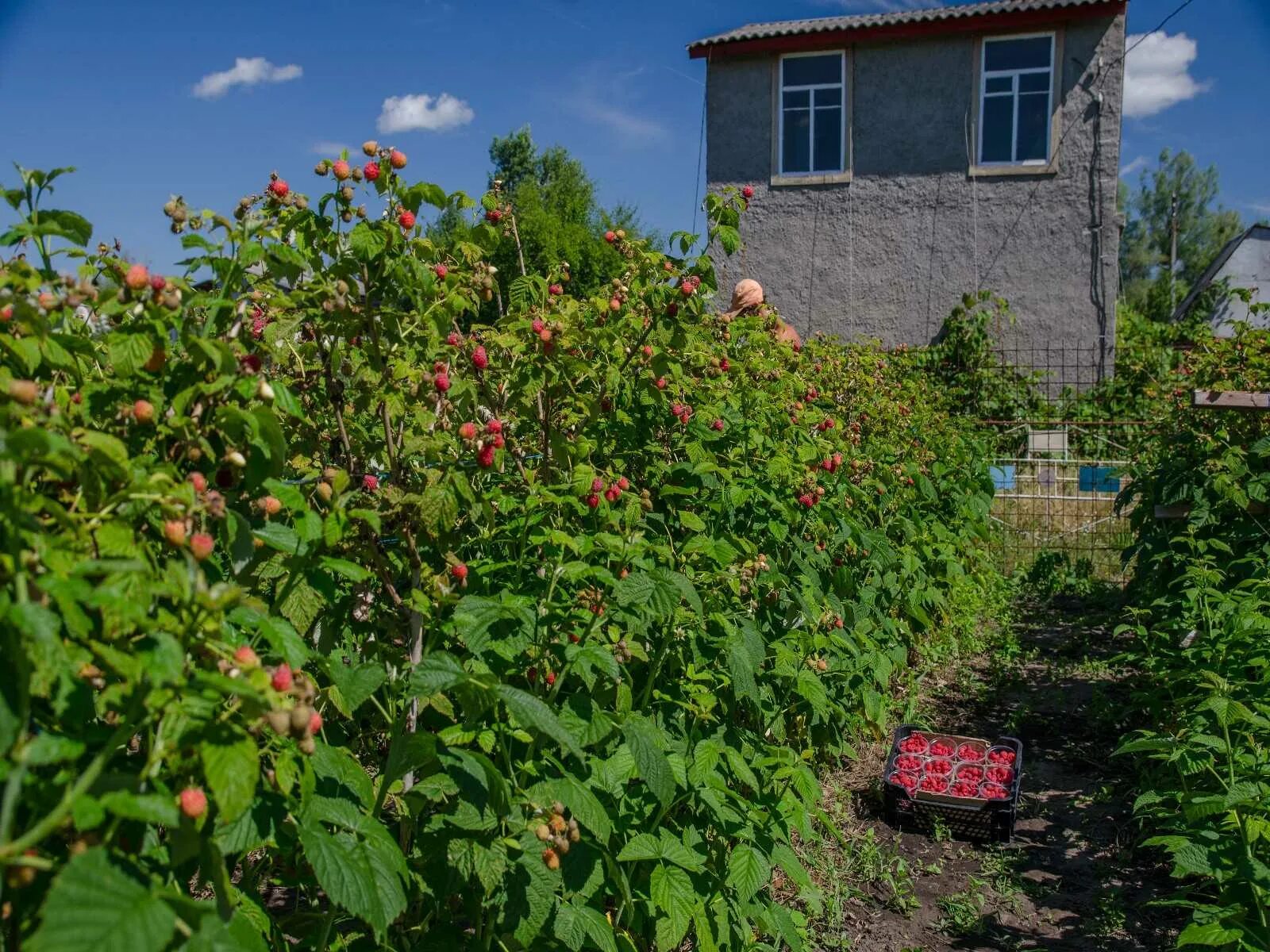 Малина дерево Таруса. Древовидная малина Таруса. Малина штамбовая Таруса. Малина Таруса малиновое дерево. Древовидная малина фото