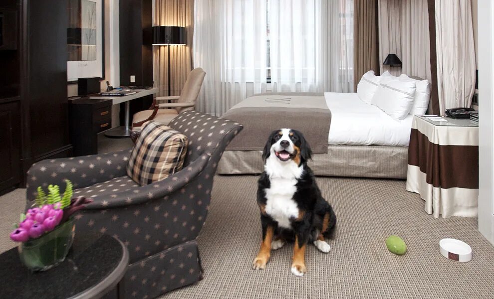 Animal's hotel. Гостиница для собак. Собака в отеле. Комната для животных в отеле. Гостиница для питомцев.