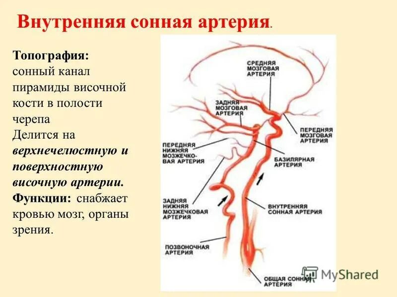 В статье под названием артерия жизни рассказывается. Ветви внутренней сонной артерии. Области кровоснабжения внутренней сонной артерии. Внутренняя Сонная артерия кровоснабжает. Ветви каменистой части внутренней сонной артерии.