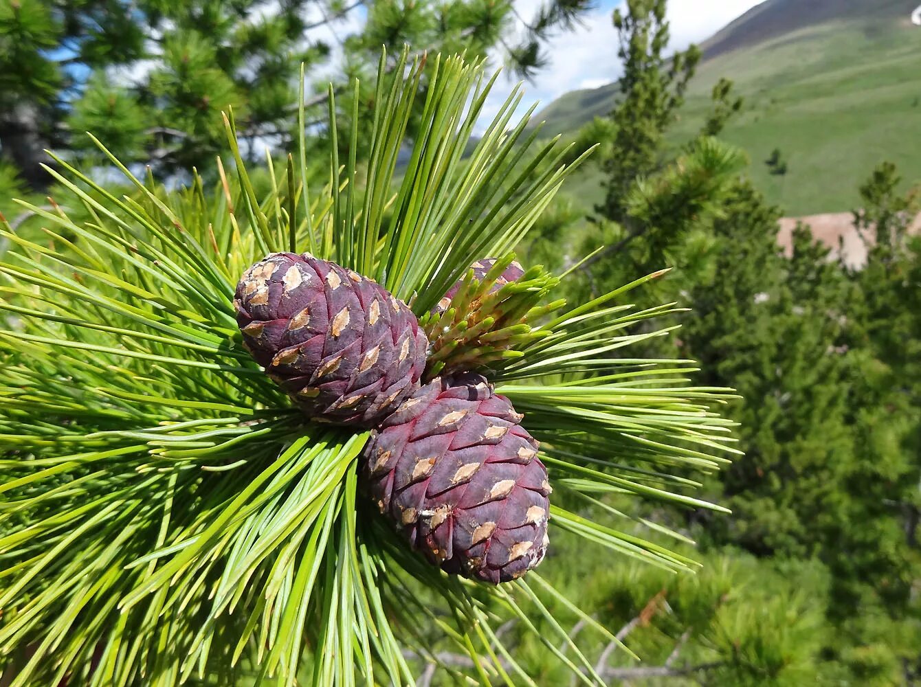 Деревья растущие в сибири. Кедр Сибирский Pinus sibirica. Сосна Кедровая Сибирская/Pinus sibirica. Сосна Кедровая Pinus sibirica. Сосна́ Сиби́рская Кедро́вая (Pínus sibírica).