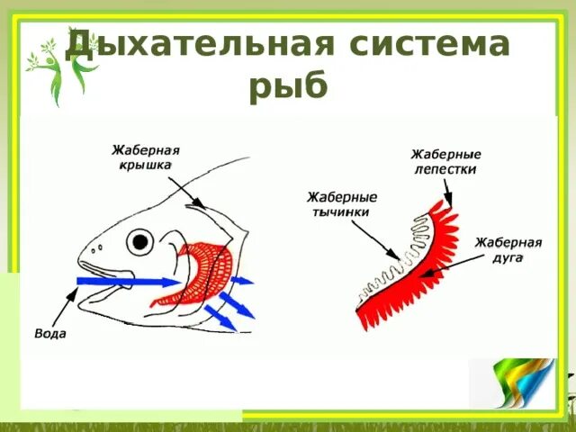Состав и строение дыхательной системы рыб. Строение дыхательной системы рыб. дыхательная система рыб схема. органы дыхания рыбы схема 6 класс. дыхательная система рыб 7 класс биология.