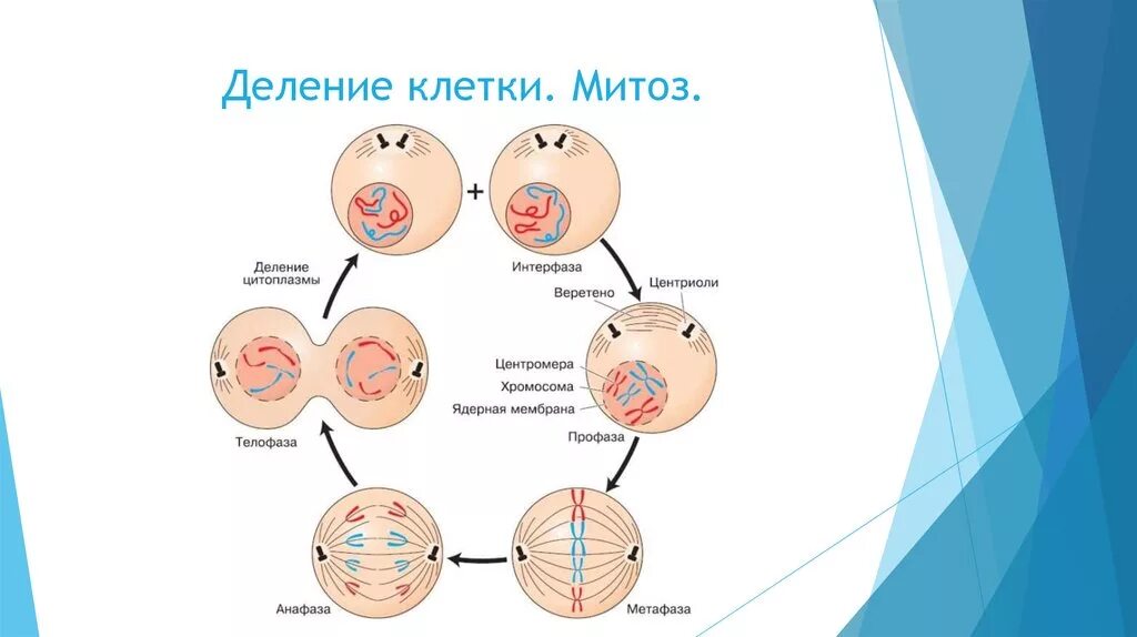 Деление клетки митоз биология 10 класс. Типы деления клеток схема. Деление клетки 9 класс биология. Деление клетки митоз схема. Дочерняя клетка после деления