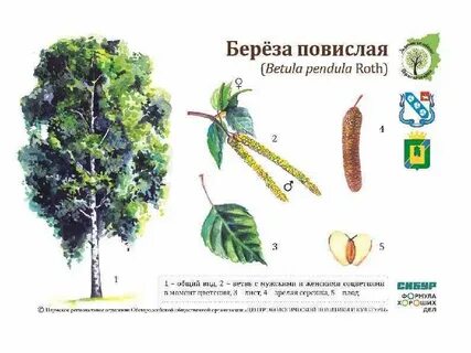 Береза повислая описание