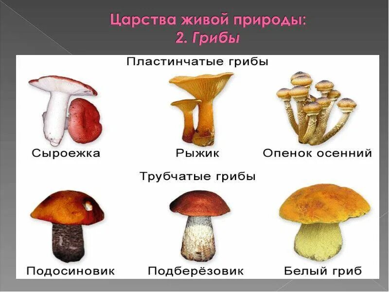 Пластинчатый гриб примеры строение различие. Грибы пластинчатые и трубчатые названия. несъедобные пластинчатые грибы. ядовитые грибы трубчатые и пластинчатые. грибы пластинчатые и трубчатые съедобные.